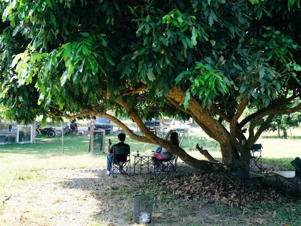 投注:這座東南亞小城,喝咖啡竟然比上海還卷